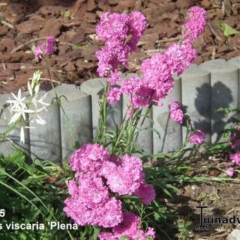 Lychnis viscaria 'Plena'