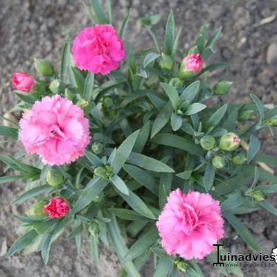 Dianthus  caryophyllus SUNFLOR 'Pink Campari' - 