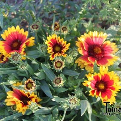 Gaillardia aristata 'Arizona Sun' - GAILLARDE - Gaillardia aristata 'Arizona Sun'