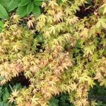 Acer palmatum 'Katsura' - Acer palmatum 'Katsura'