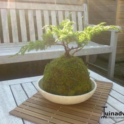 Juniperus squamata 'Blue Swede' 