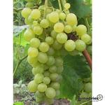 Vitis vinifera 'Suzi' - 