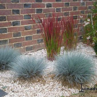 Festuca glauca