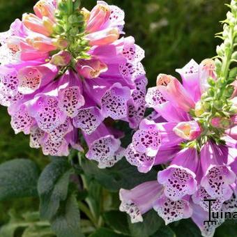 Digitalis purpurea 'Sweet Dreams'