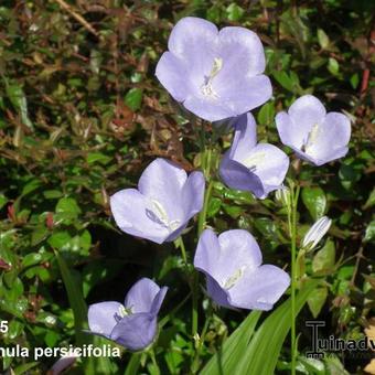 Campanula persicifolia