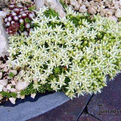 Sedum trollii - 