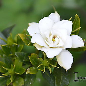 Gardenia jasminoides 'Kleim's Hardy'