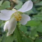 Philadelphus 'Lemoinei' - SERINGAT 'BELLE ETOILE',  JASMIN DES POÈTES