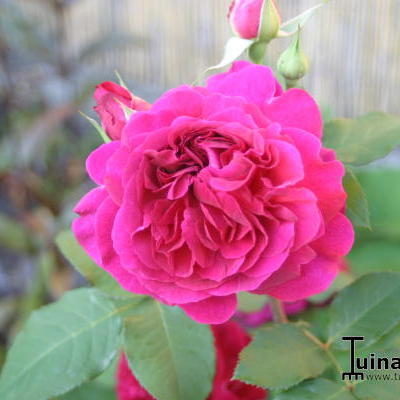 Rosa 'Munstead Wood' - 