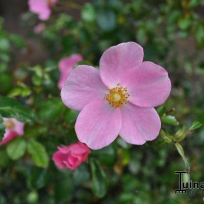 Rosa 'Fortuna' - 