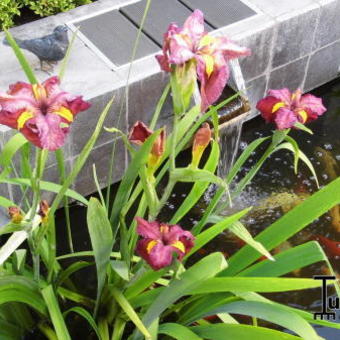 Iris louisiana 'Ann Chowning'