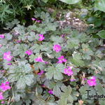 Geranium 'Tanya Rendall' - Geranium 'Tanya Rendall'