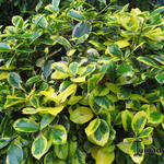 Ilex x altaclerensis  'Golden King' - 