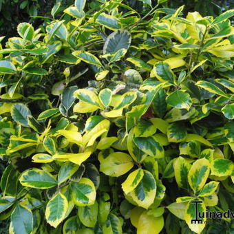 Ilex x altaclerensis  'Golden King'