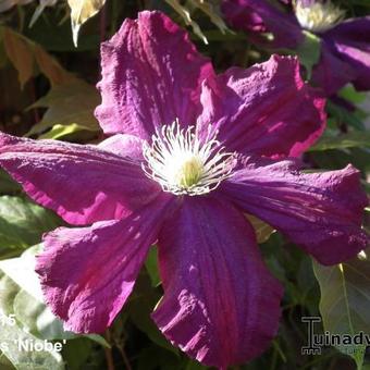 Clematis 'Niobe'