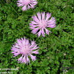 Centaurea simplicicaulis - Psephellus simplicicaulis