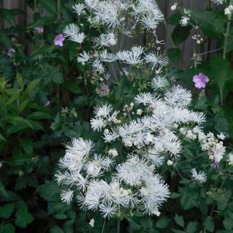 Thalictrum aquilegifolium 'Album'