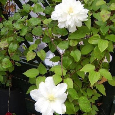 Clematis 'Sylvia Denny' - 