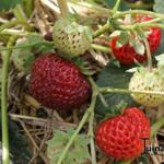 Fragaria x ananassa 'Mieze Schindler' - 