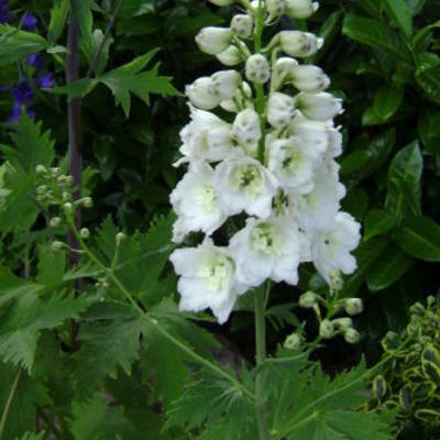 Delphinium 'MAGIC FOUNTAIN Pure White'