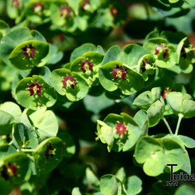 Euphorbia x martinii 'Baby Charm' - 