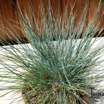 Festuca glauca 'Compact Blue'