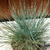 Festuca glauca 'Compact Blue'