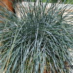 Festuca glauca 'Compact Blue' - 