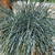 Festuca glauca 'Compact Blue'