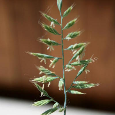 Festuca glauca 'Compact Blue' - 