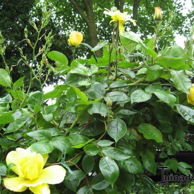 Rosa 'Golden Showers' - 