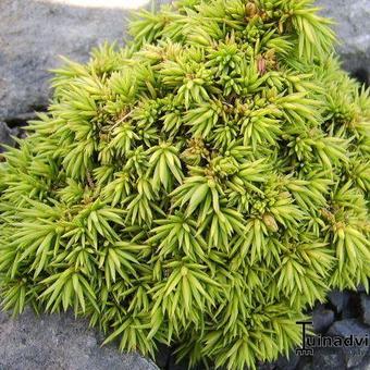 Cryptomeria japonica 'Tenzan'