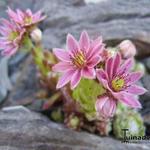 Sempervivum arachnoideum subsp. arachnoideum - 