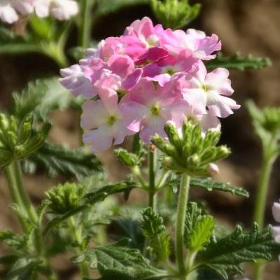 Verbena VENTURI 'Pink with Eye' - 