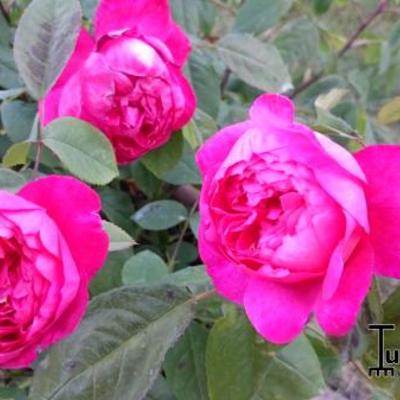 Rosa 'Benjamin Britten' - 