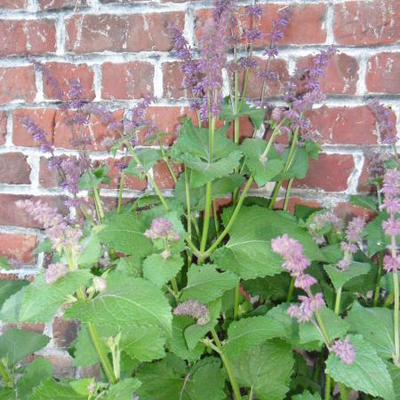 Salvia verticillata 'Endless Love'