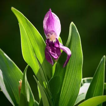 Roscoea cautleyoides 'Blackthorn Strain'