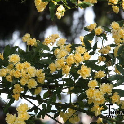 Rosa banksiae lutea - 