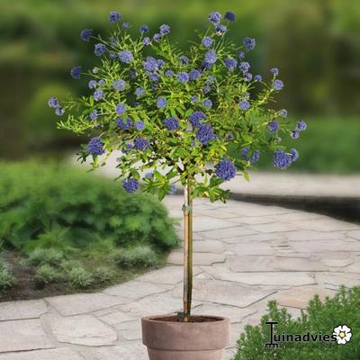 Ceanothus griseus 'Yankee Point' 