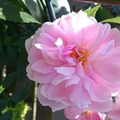 Rosa 'Mortimer Sackler'  - 