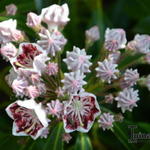 Kalmia latifolia 'Carousel' - 