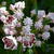 Kalmia latifolia 'Carousel'