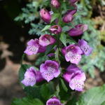 Digitalis purpurea ‘Dalmatian Purple’ - 