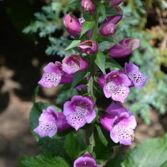 Digitalis purpurea ‘Dalmatian Purple’