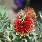 Callistemon viminalis 'Little John' - 