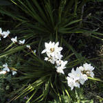 Neuseelandiris - Libertia grandiflora