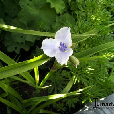 Tradescantia andersoniana 'Euridice' - 