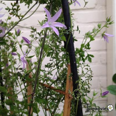 Campanula poscharskyana 'Lisduggan Variety' - Campanula poscharskyana 'Lisduggan Variety'