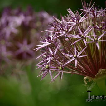 Allium christophii