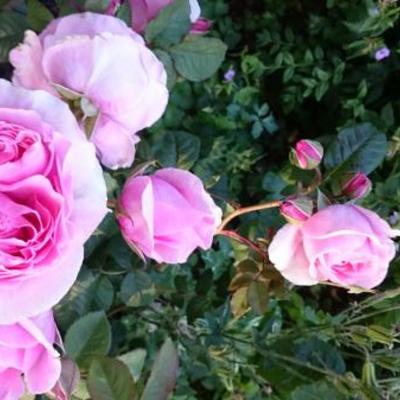 Rosa 'Prinses Claire' - 